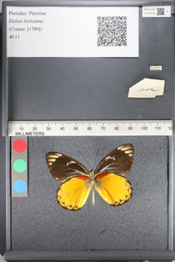 Media type: image;   Entomology 130145